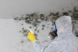 Best Mold Damage Restoration  in Loch Sheldrake, NY